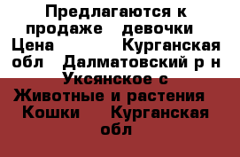 Предлагаются к продаже 2 девочки › Цена ­ 3 000 - Курганская обл., Далматовский р-н, Уксянское с. Животные и растения » Кошки   . Курганская обл.